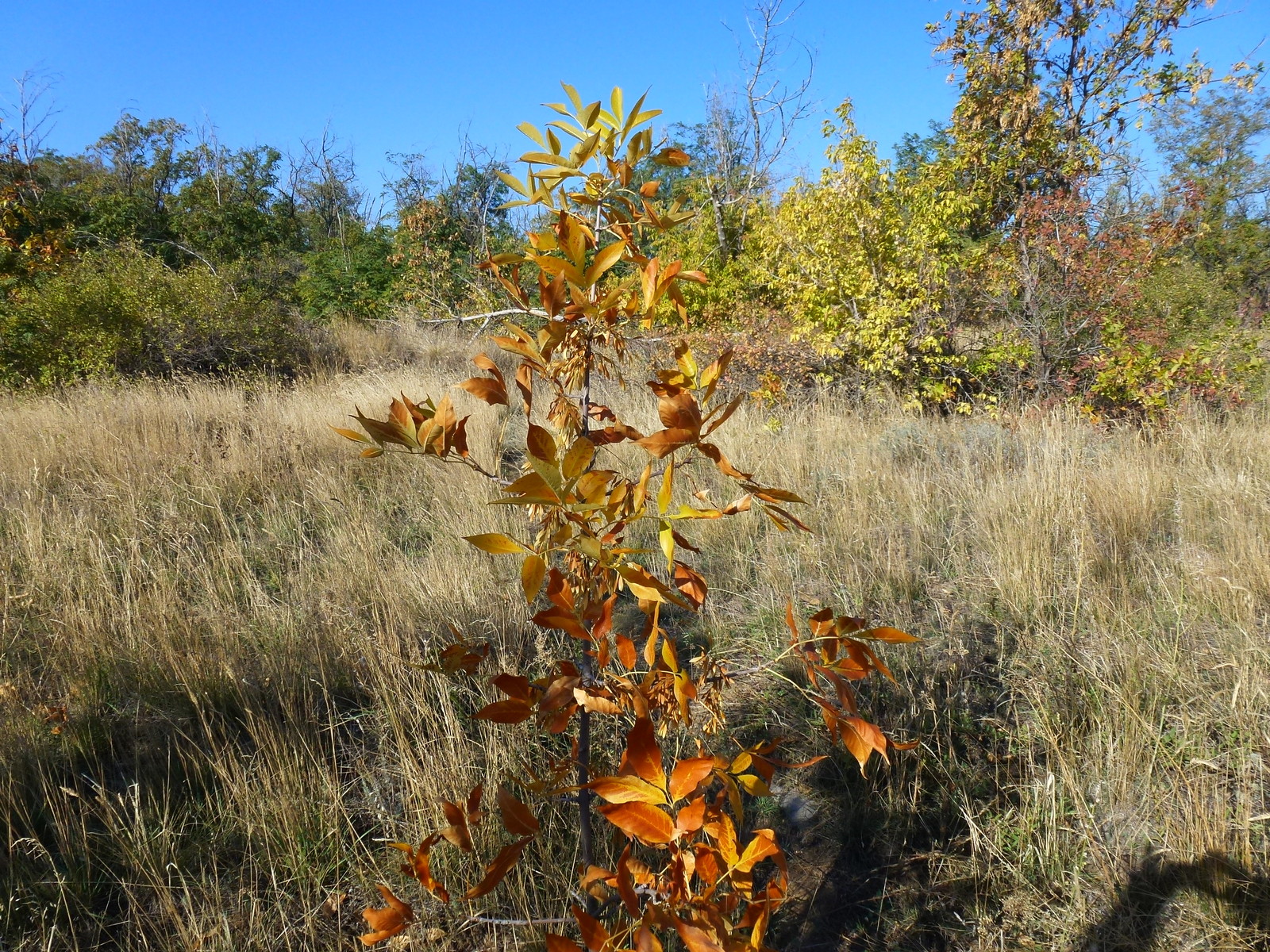 Autumn! - My, Autumn, , , Autumn mood, Video, Longpost