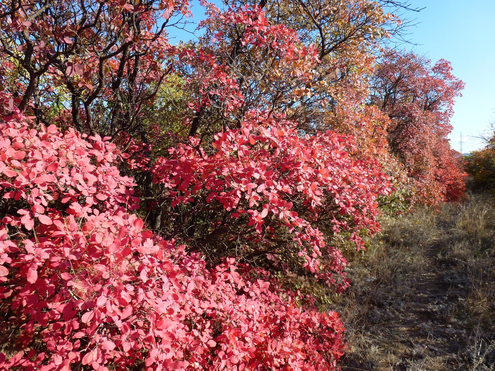 Autumn! - My, Autumn, , , Autumn mood, Video, Longpost