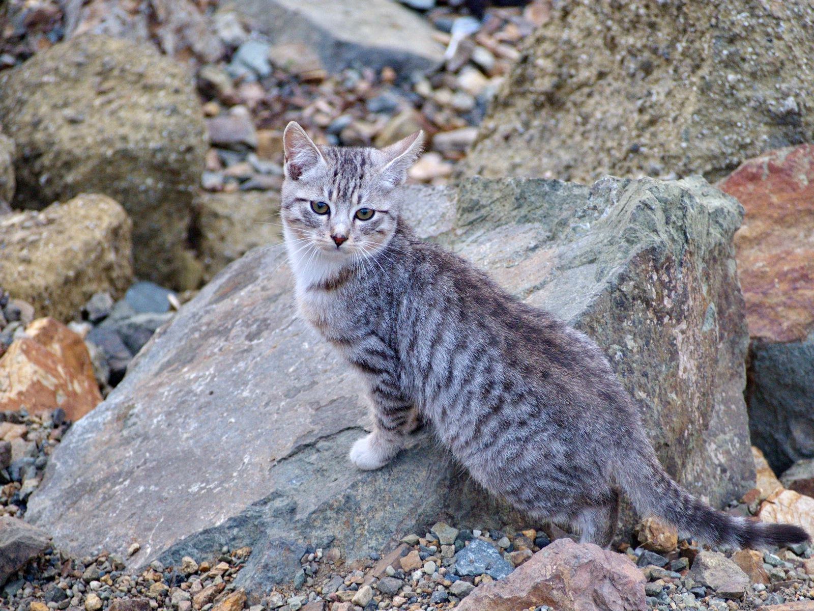 Fur seals of Vladivostok - cat, Sea, Vladivostok, A selection, Longpost