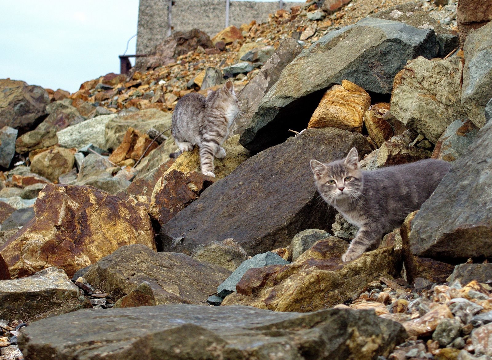 Fur seals of Vladivostok - cat, Sea, Vladivostok, A selection, Longpost