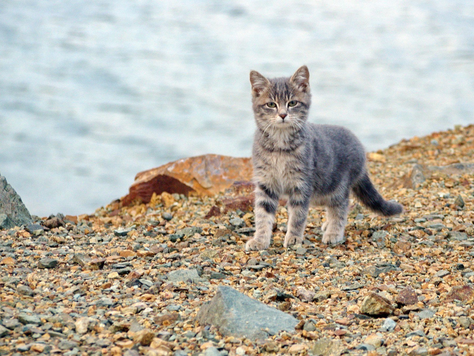 Fur seals of Vladivostok - cat, Sea, Vladivostok, A selection, Longpost