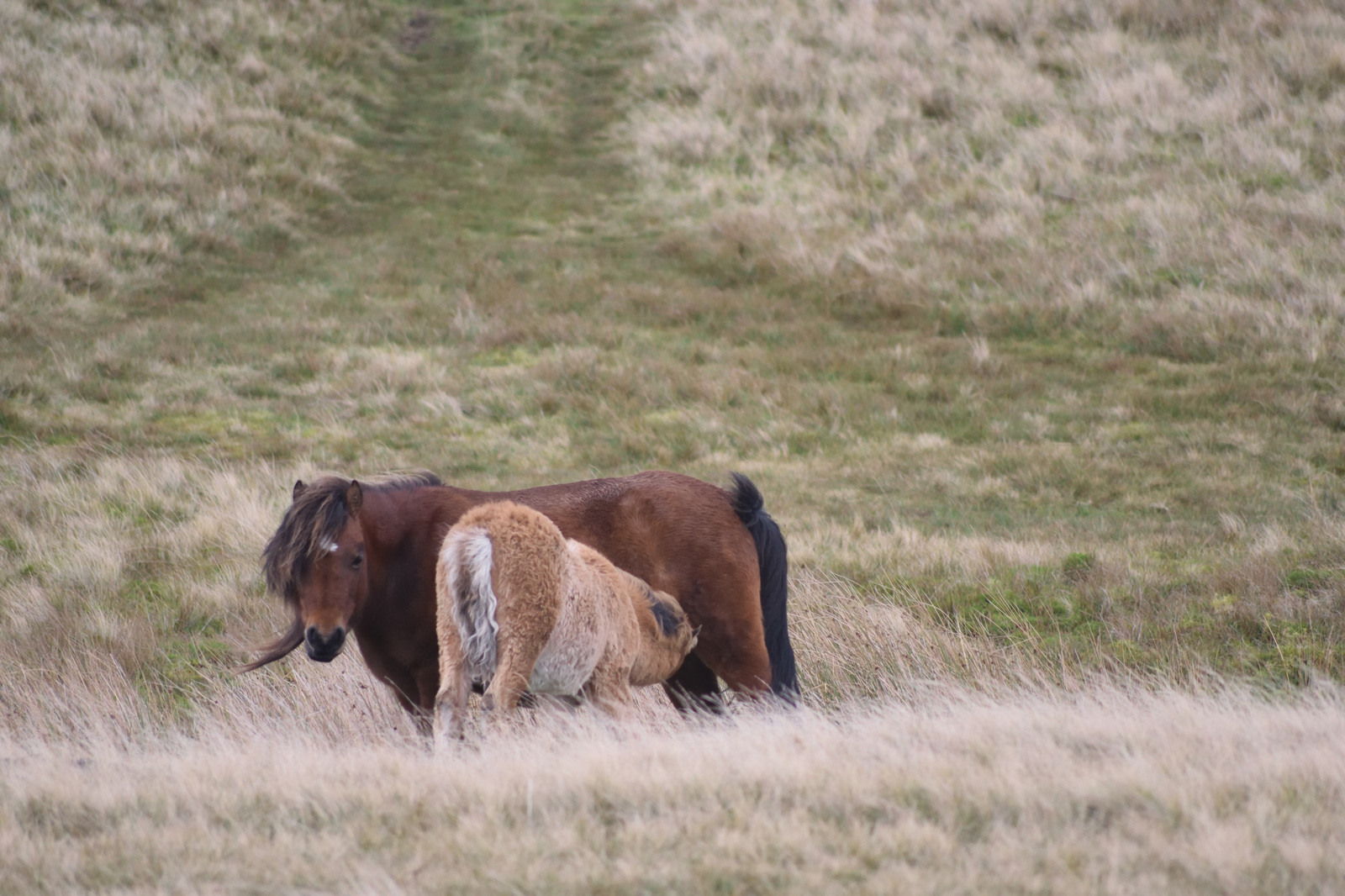 Overnight Walk in Wales(1) - My, Walk, The mountains, The hills, The photo, Longpost