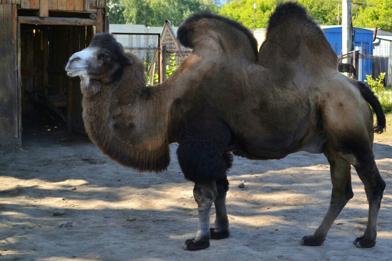 Care - My, Camels, Zoo, Barnaul, Smile