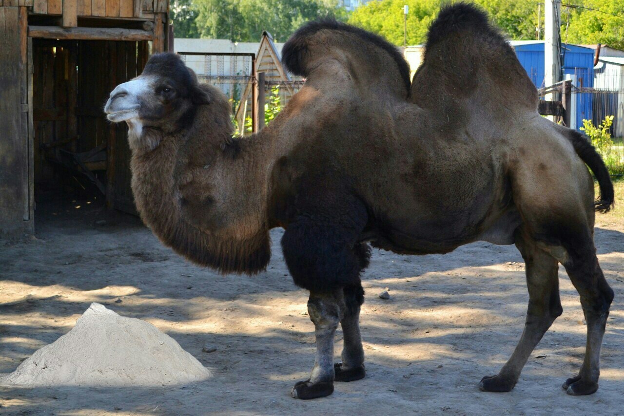 Care - My, Camels, Zoo, Barnaul, Smile