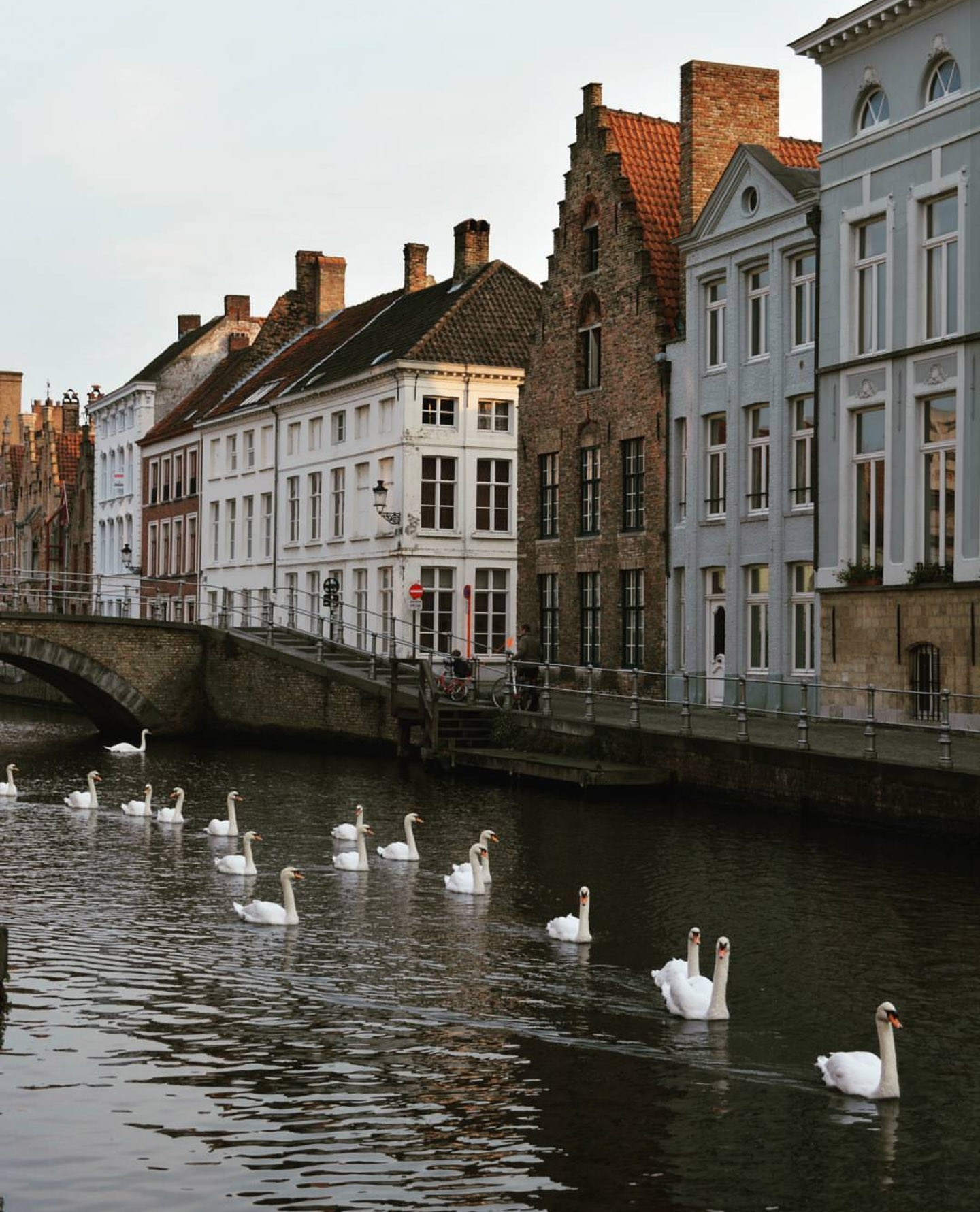 More Bruges, More swans - Belgium, Bruges, Swans