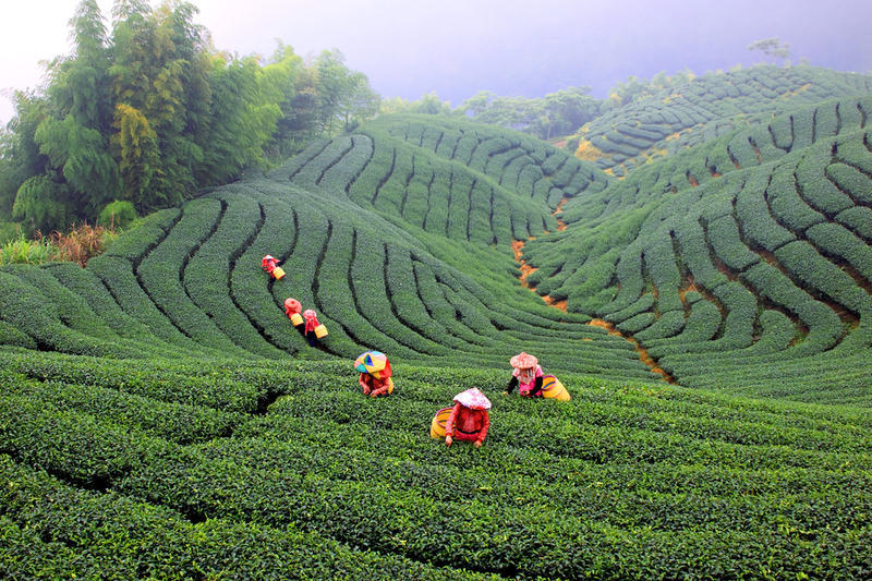 ALI SHAN: one of the traditional ones (and a bit of a burnt one). - Tea, Tea culture, Taiwan, , Hello reading tags, GIF, Longpost