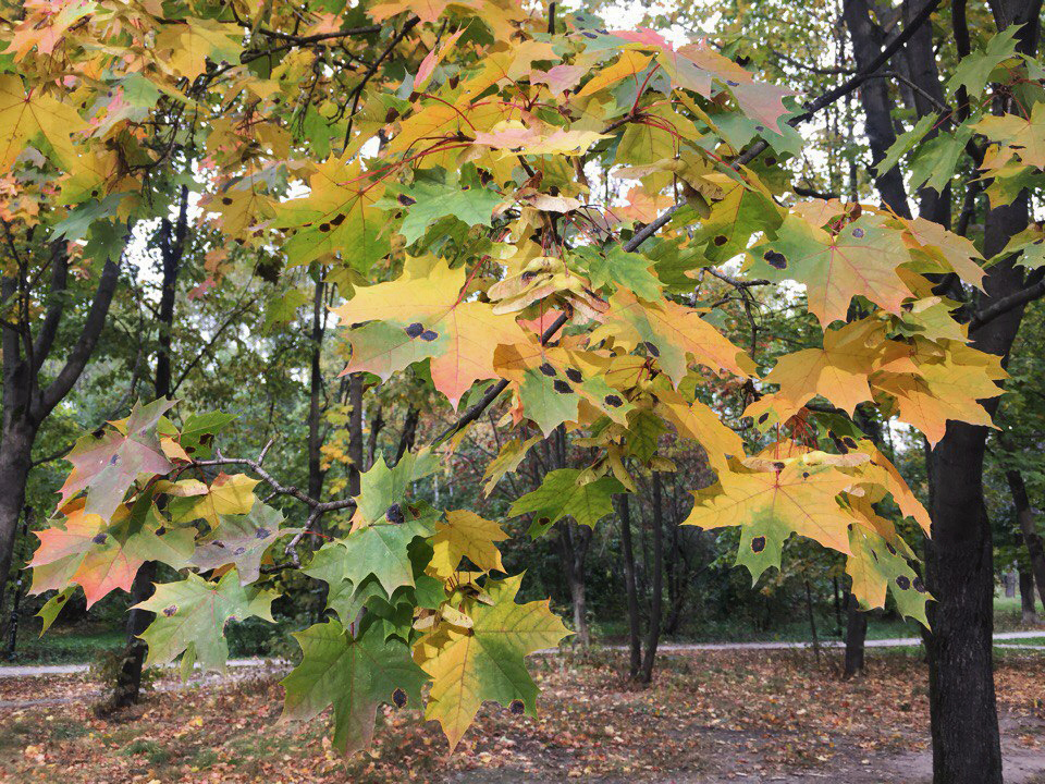 Leaves. - My, The photo, Leaves, Tree, Autumn