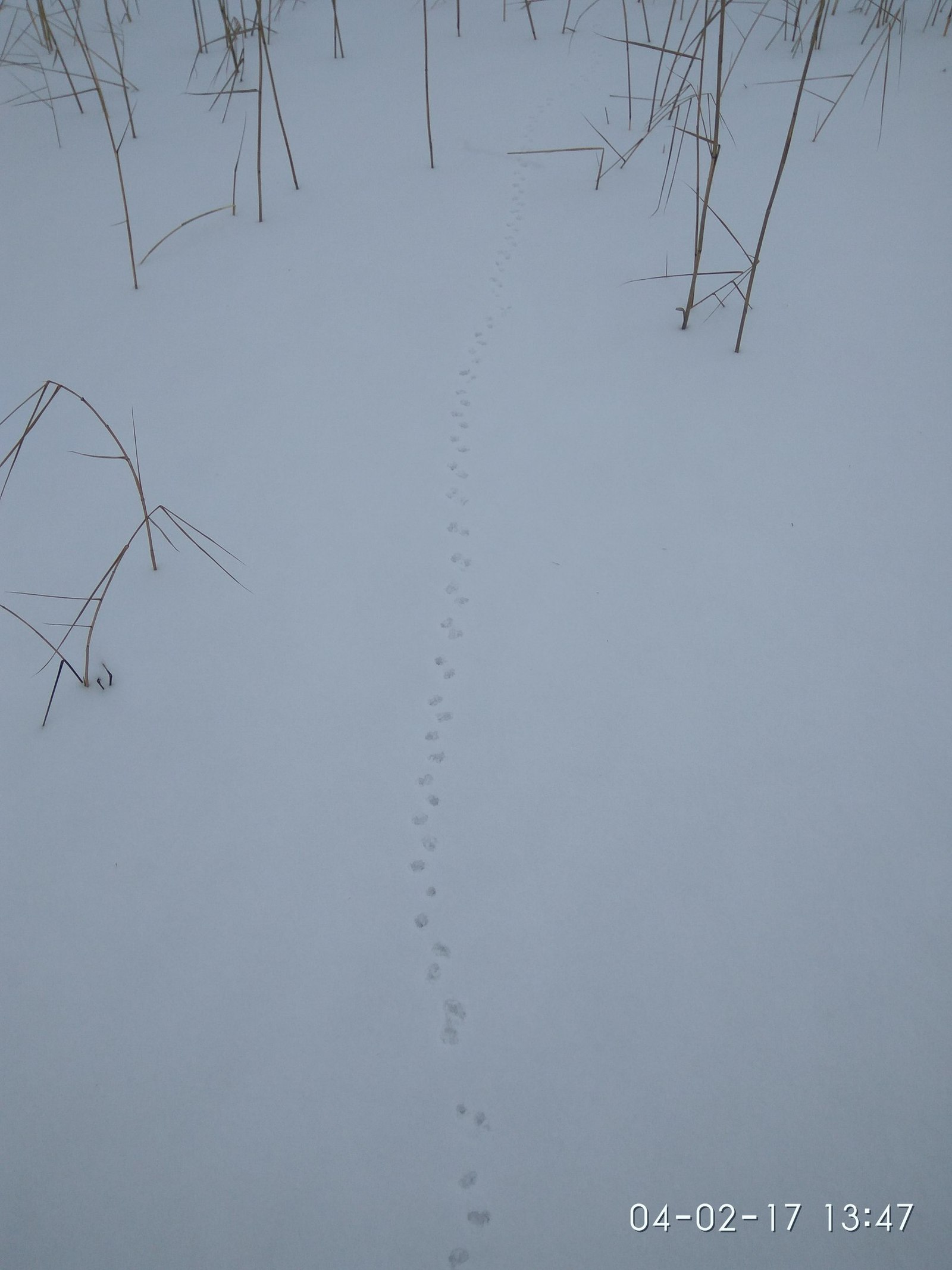 Waiting for frost... - My, Fishing, Winter fishing, Leningrad region, Roach, Ice, Snow, Longpost