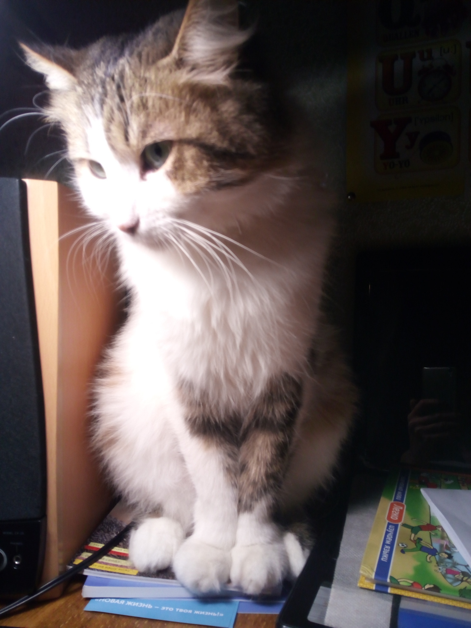 Fluffy posing) - My, cat, Pet, Pets, My, Photo on sneaker, Catomafia, Longpost, 