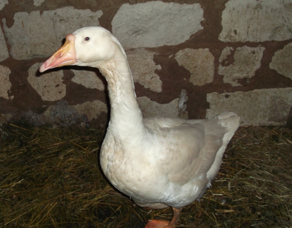 Domestic geese part 2 - My, Гусь, Goose, Pets, Birds, Longpost