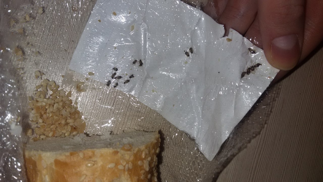 Ashan residents - My, Auchan, Cockroaches, Bread, Abomination