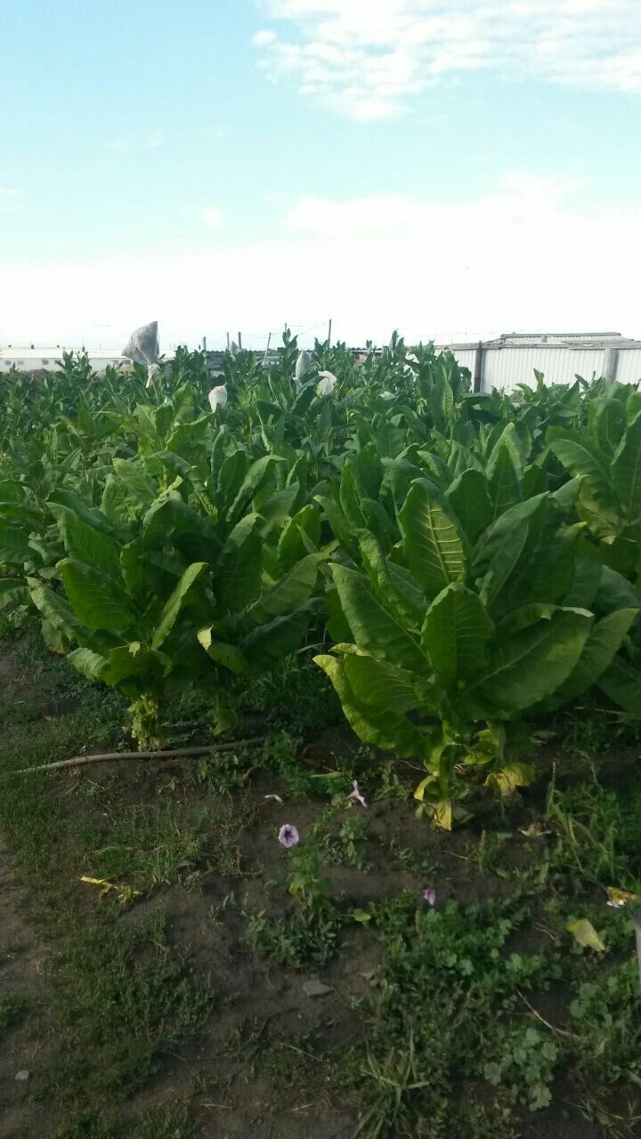 Now that's tobacco! Or smoking is healthier than sausages. (Smoking is actually very harmful! If you don't smoke, for heaven's sake don't start). - My, Longpost, Tobacco, Smoking, Reason to drink, Occasion