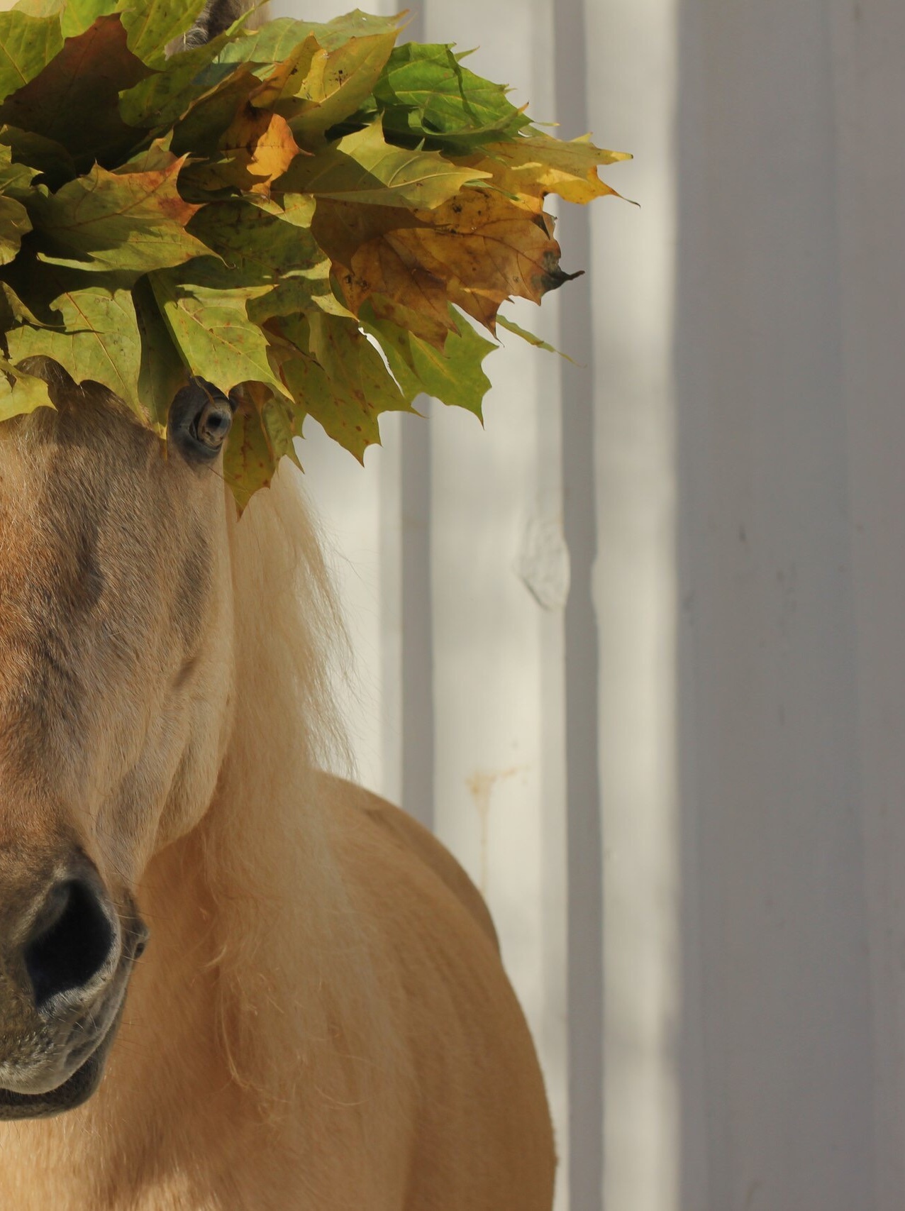 Autumn - My, Horses, Autumn, Saint Petersburg