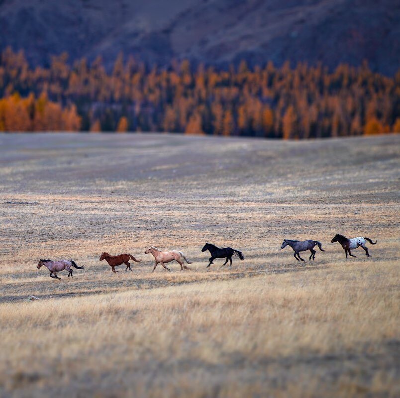 Horses in the Kurai steppe. - Altai, The photo, Instagram, Altai Republic