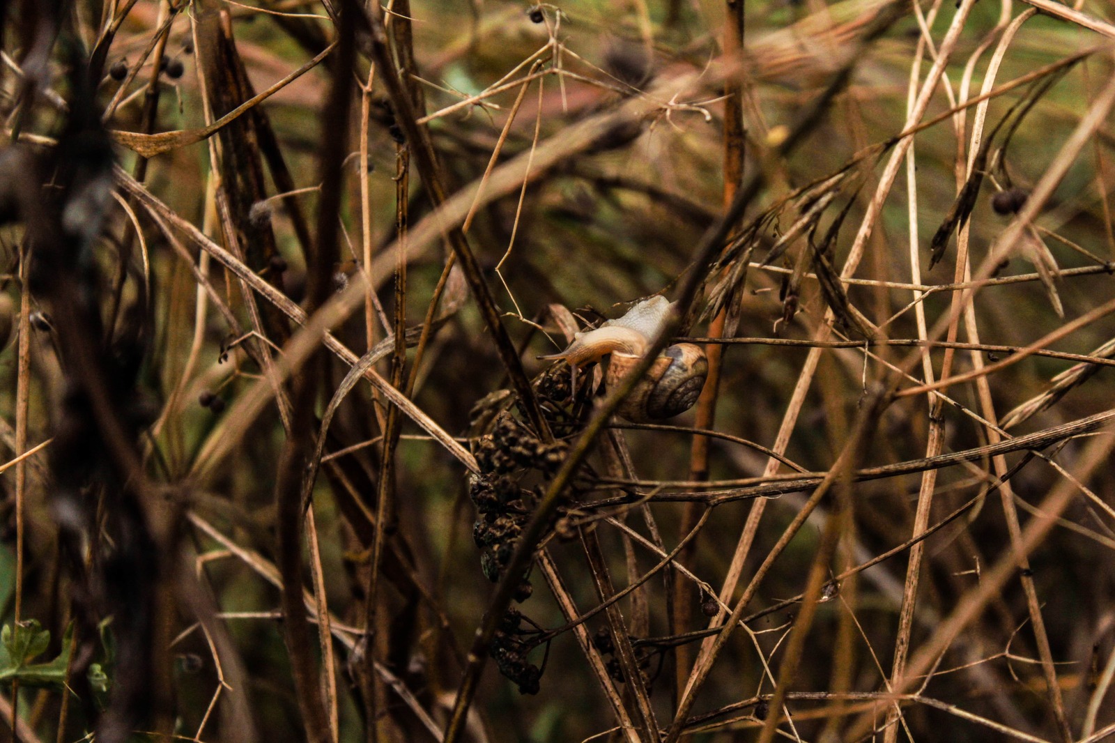 I practiced macro photography on sneakers without macro rings - My, My, Snail, Autumn, , , , Hike, Longpost