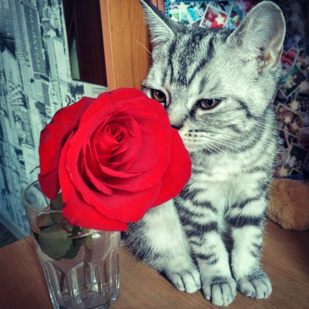 Мой котэ | Пикабу