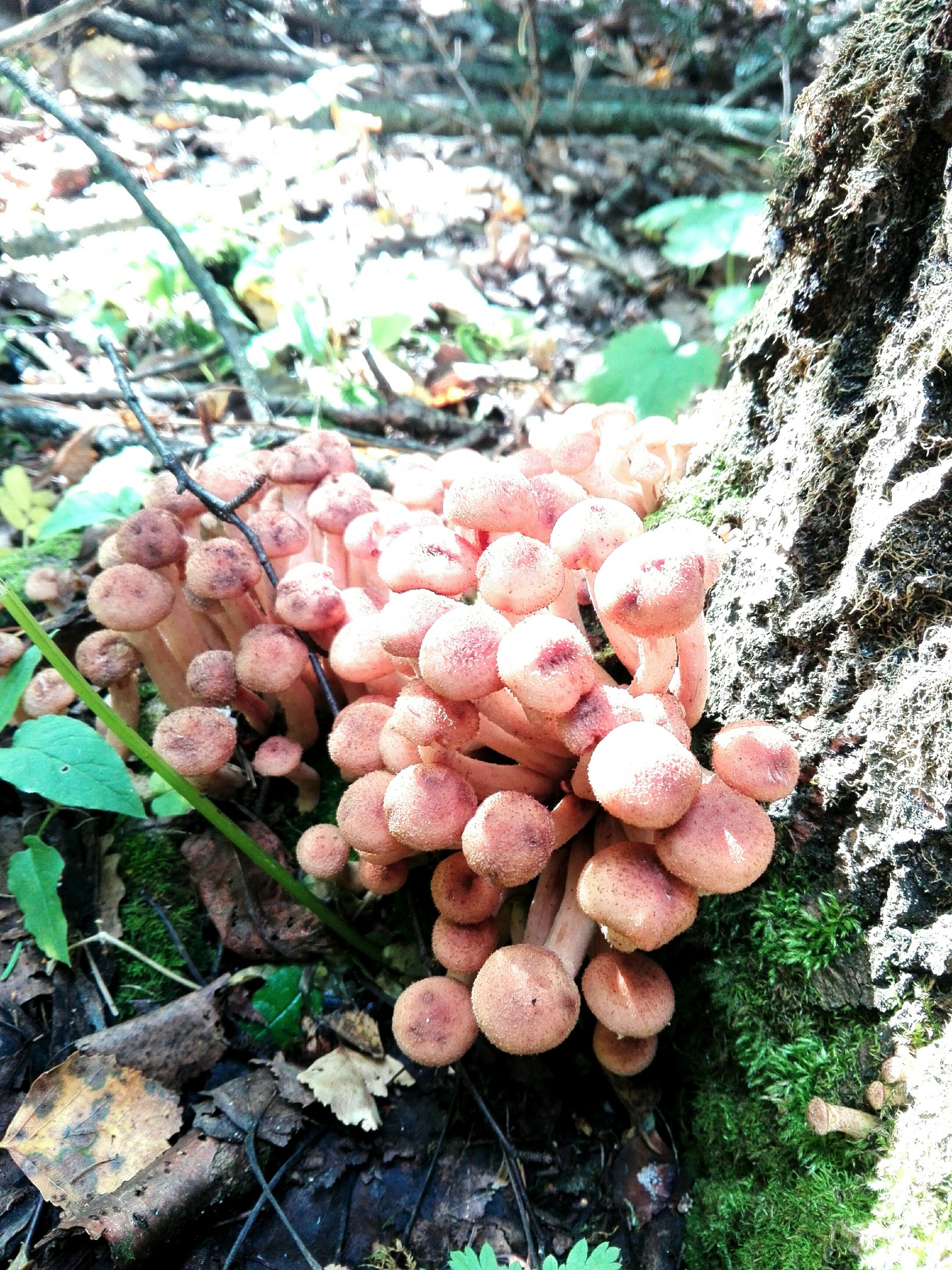 Mushrooms in a ribbon - My, Mushrooms, Autumn, Longpost