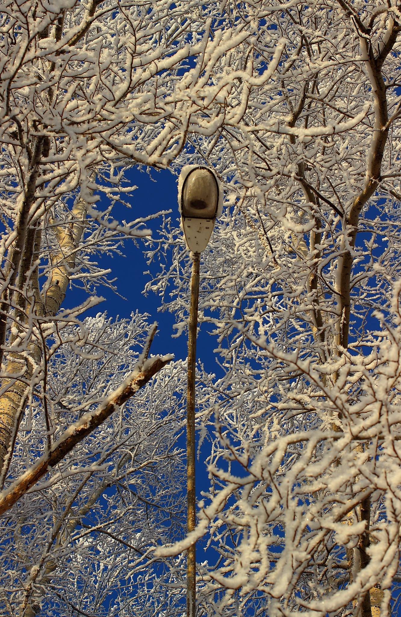 Mimicry - My, Frost, Tree, Lamp