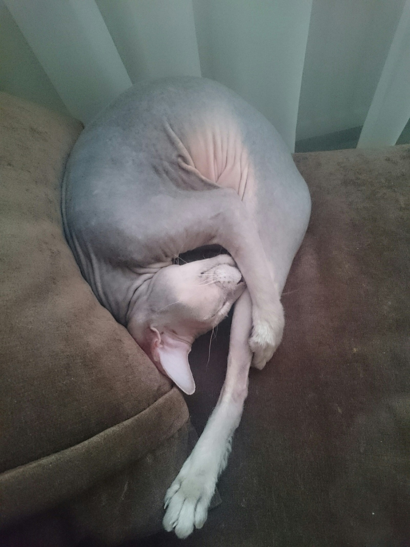 It's okay, I'm so comfortable. - My, cat, Pose, Dream, Comma, Bald