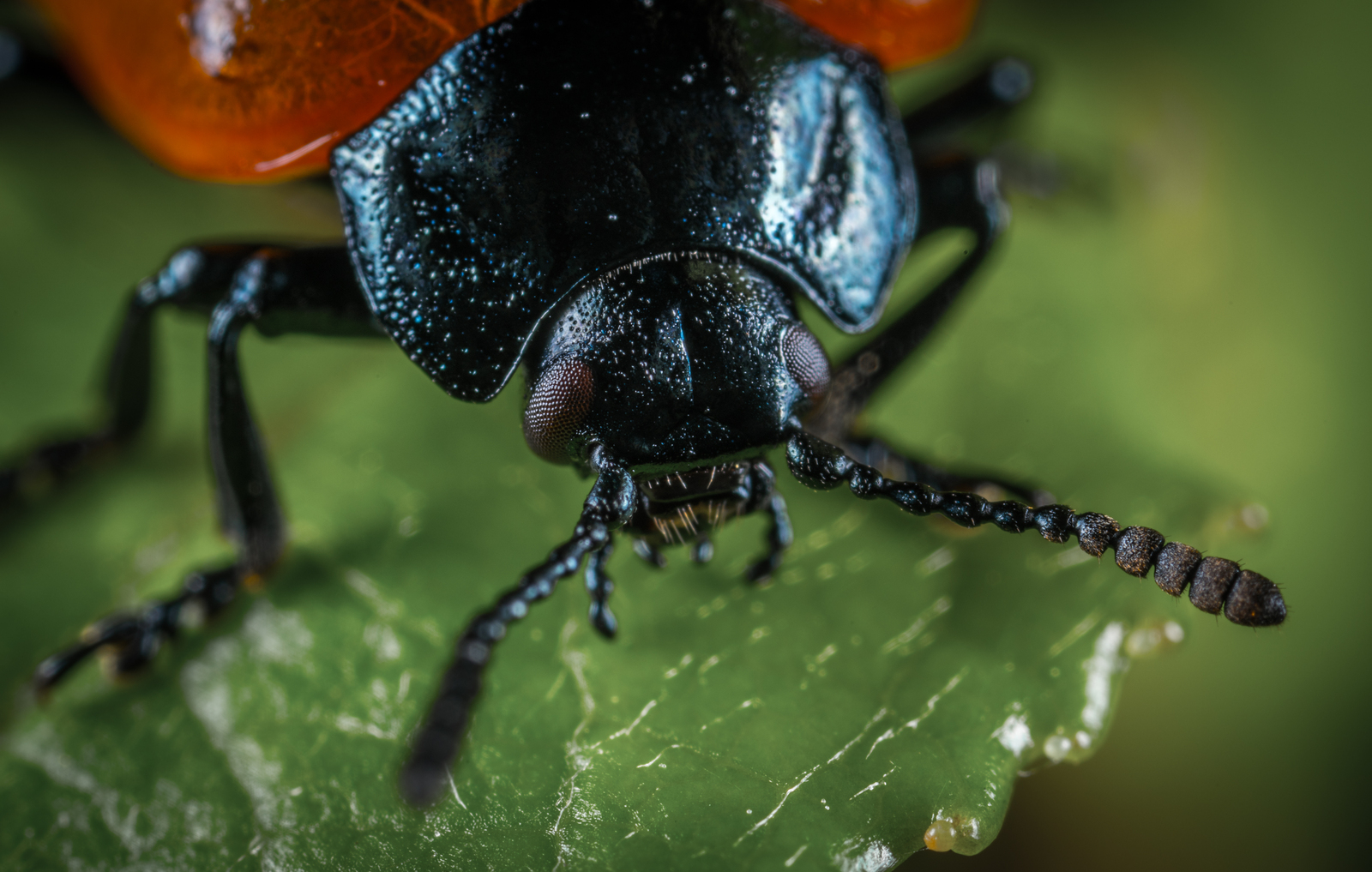 poplar leaf beetle - My, Macro, Leaf beetle, , Жуки, , Insects, Longpost, Macro photography