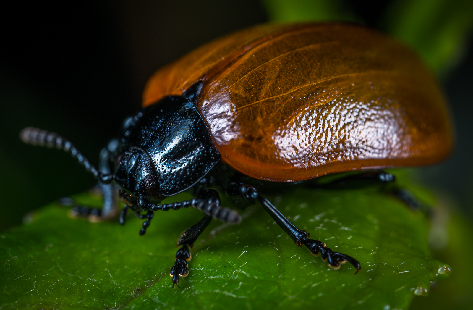 poplar leaf beetle - My, Macro, Leaf beetle, , Жуки, , Insects, Longpost, Macro photography