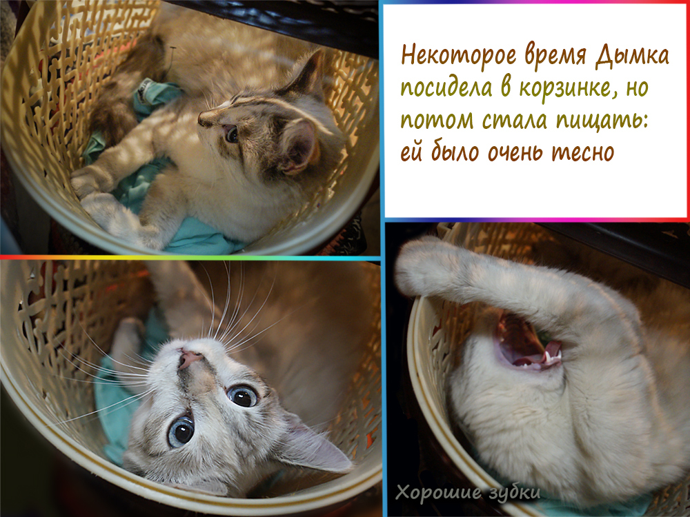 BLUE-EYED MIRACLE-2 - My, Help, cat, Catomafia, Minsk, Longpost, Helping animals