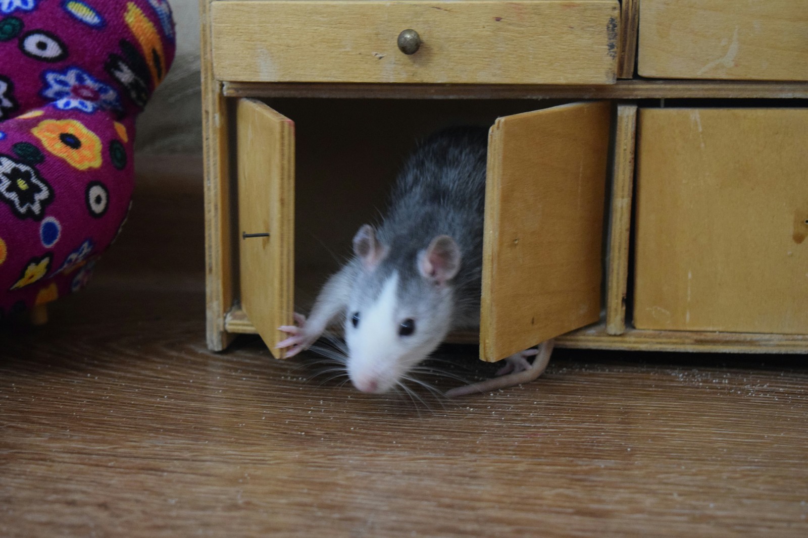 How to get away from problems - My, Rat, Decorative rats, Milota, Solution