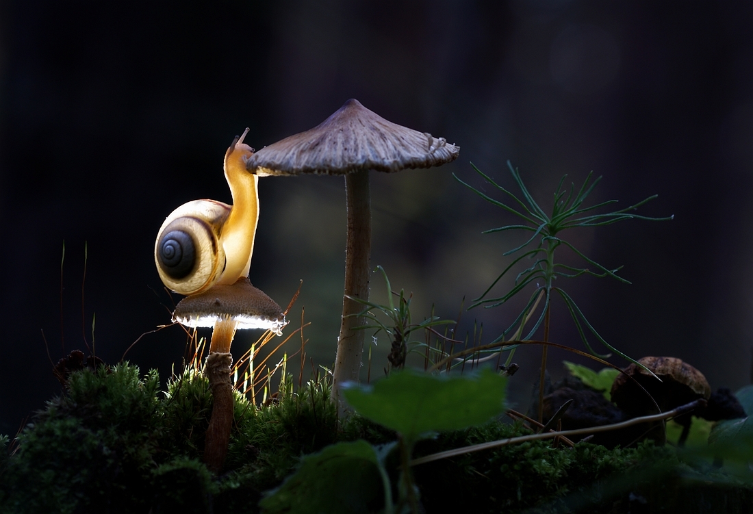 Firefly! - The photo, Snail, The national geographic