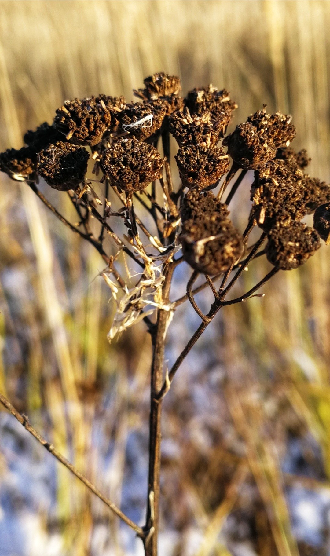 Late fall - Nature, The photo, Longpost, Dzerzhinsk, Huawei mate 9