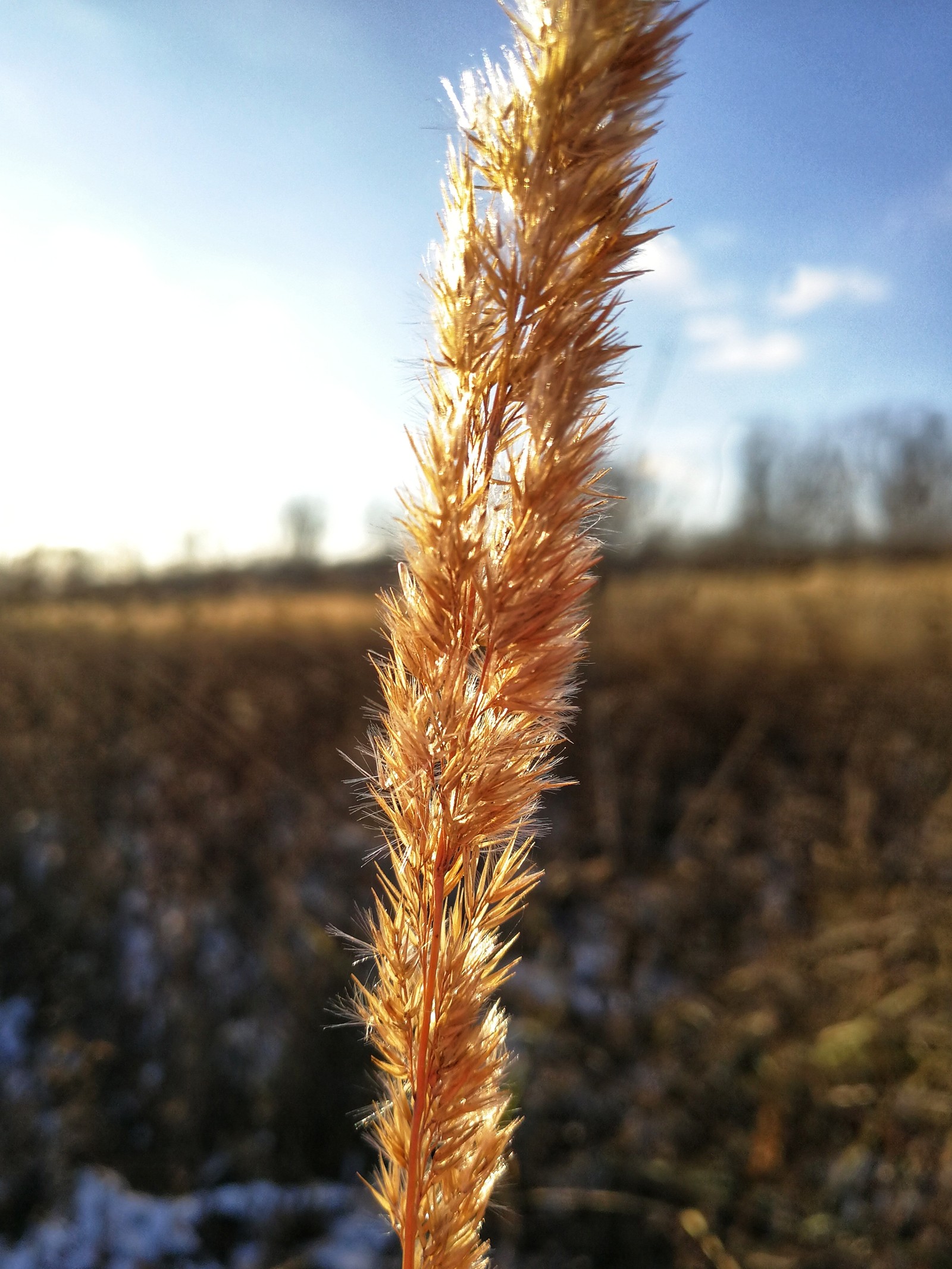 Late fall - Nature, The photo, Longpost, Dzerzhinsk, Huawei mate 9