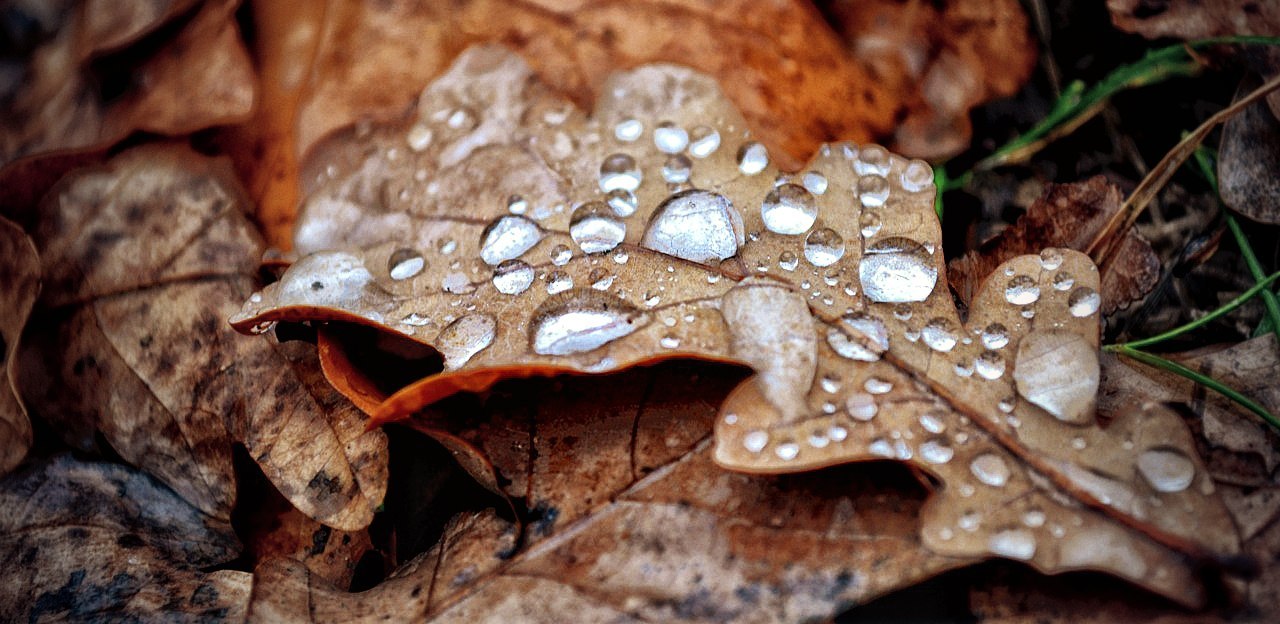 frozen drops - My, Autumn, The photo, Winter, Nature