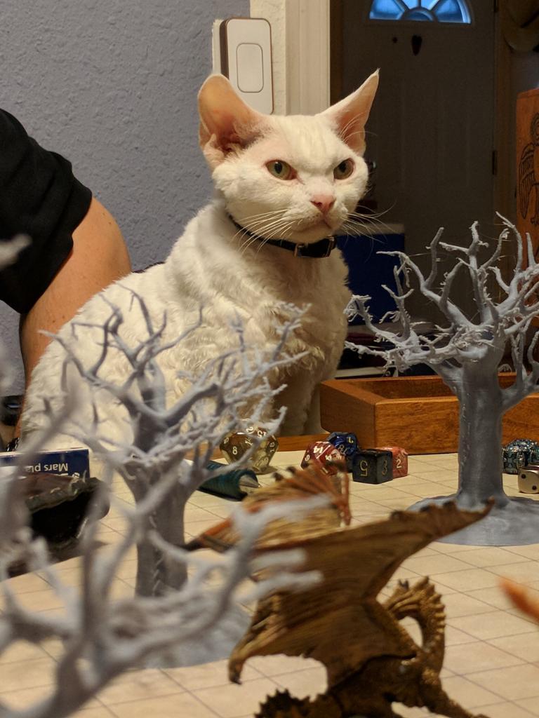 Dungeon Master - cat, Dungeons & dragons, Longpost