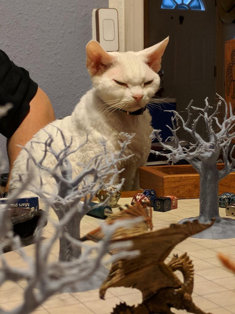 Dungeon Master - cat, Dungeons & dragons, Longpost