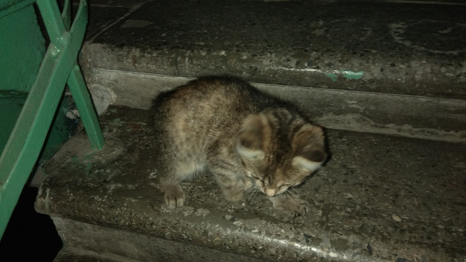 Novosibirsk, they threw a kitten in the entrance, it seems to be a boy. - My, Novosibirsk, cat, , In good hands, Help, Video, Tossing