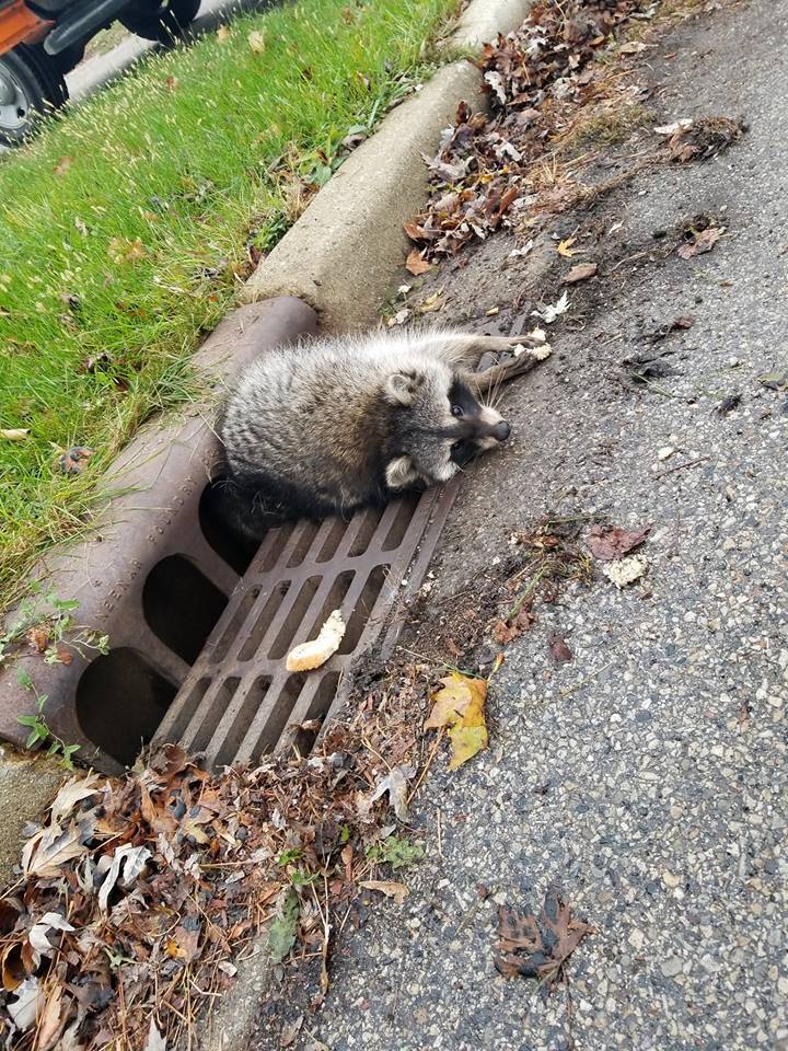 Fat raccoon stuck in sewer grate RESCUE OPERATION - Thick, Raccoon, Stuck, Sewerage, The rescue, Police, Animals, Video, Longpost