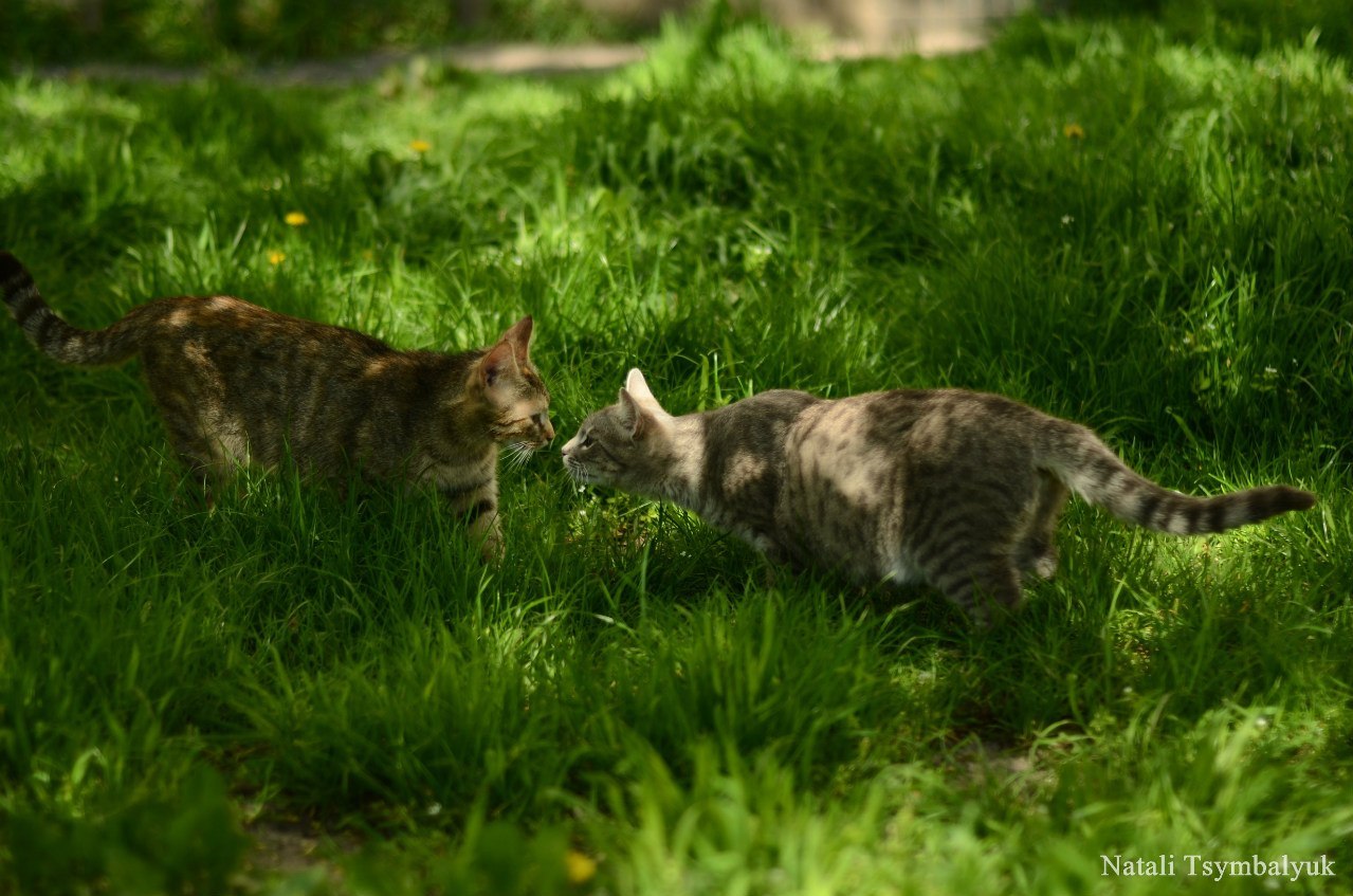 Встреча - Моё, Кот, Котомафия, Встреча, Двое, Знакомства, Усатый-Полосатый, Фотография, Животные