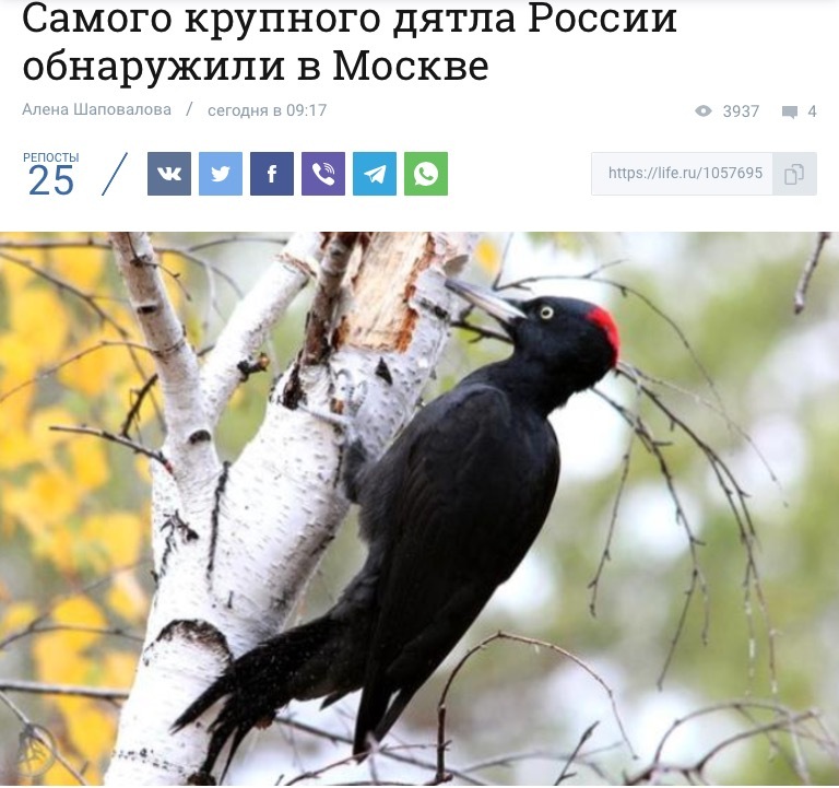 My neighbour - Moscow, Nature, Neighbours