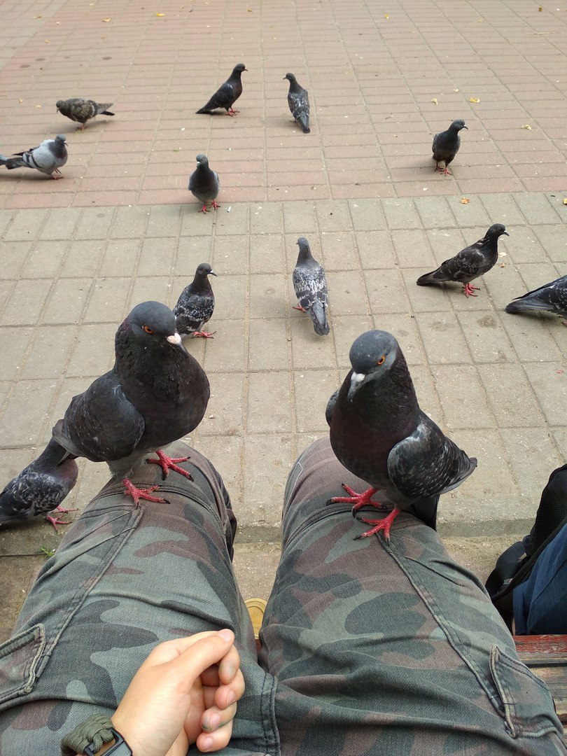 Are there seeds? What if we find it? - My, Pigeon, Yaroslavl, My