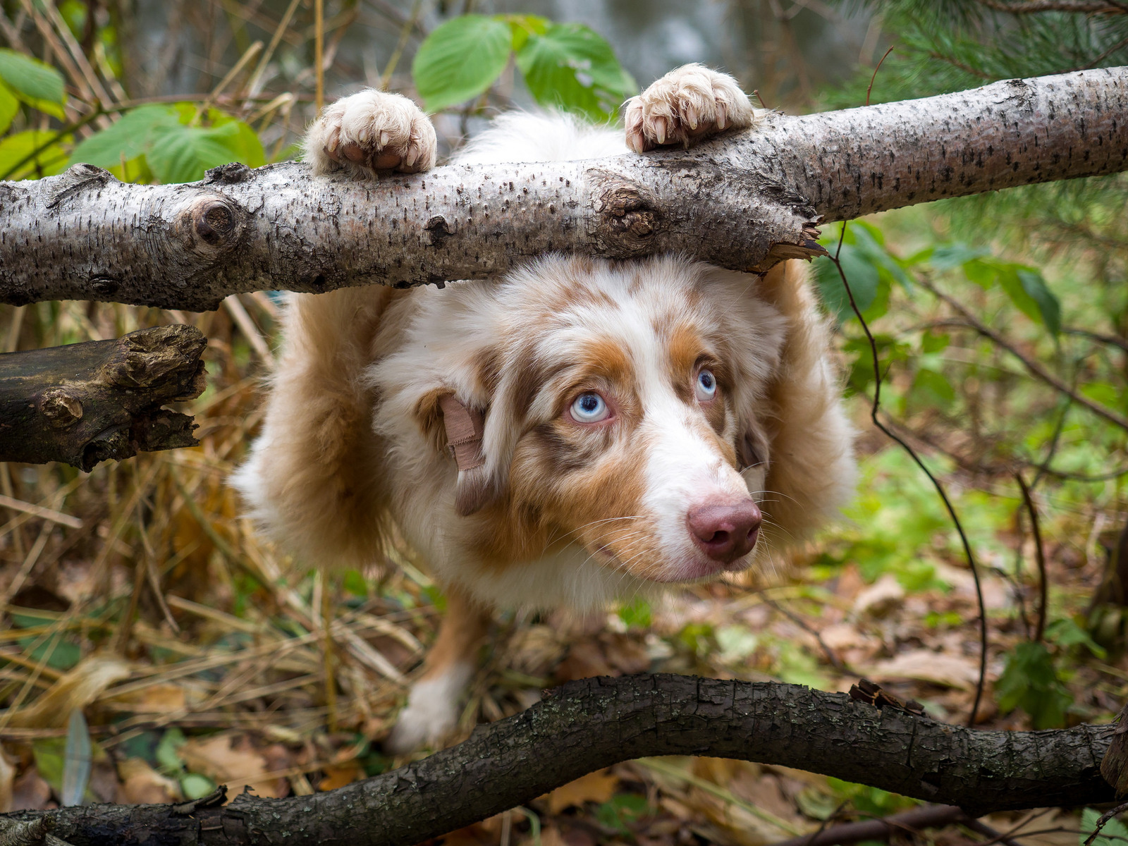 Chur not scold! - My, Dog, Australian shepherd, The photo, Longpost