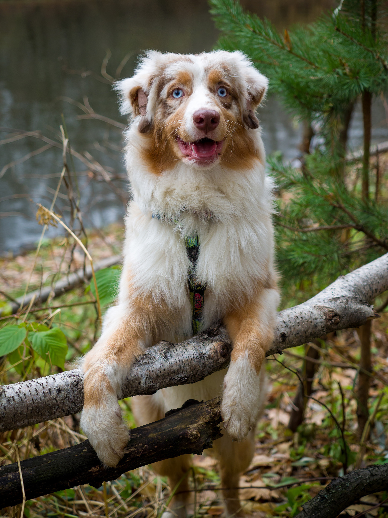 Chur not scold! - My, Dog, Australian shepherd, The photo, Longpost