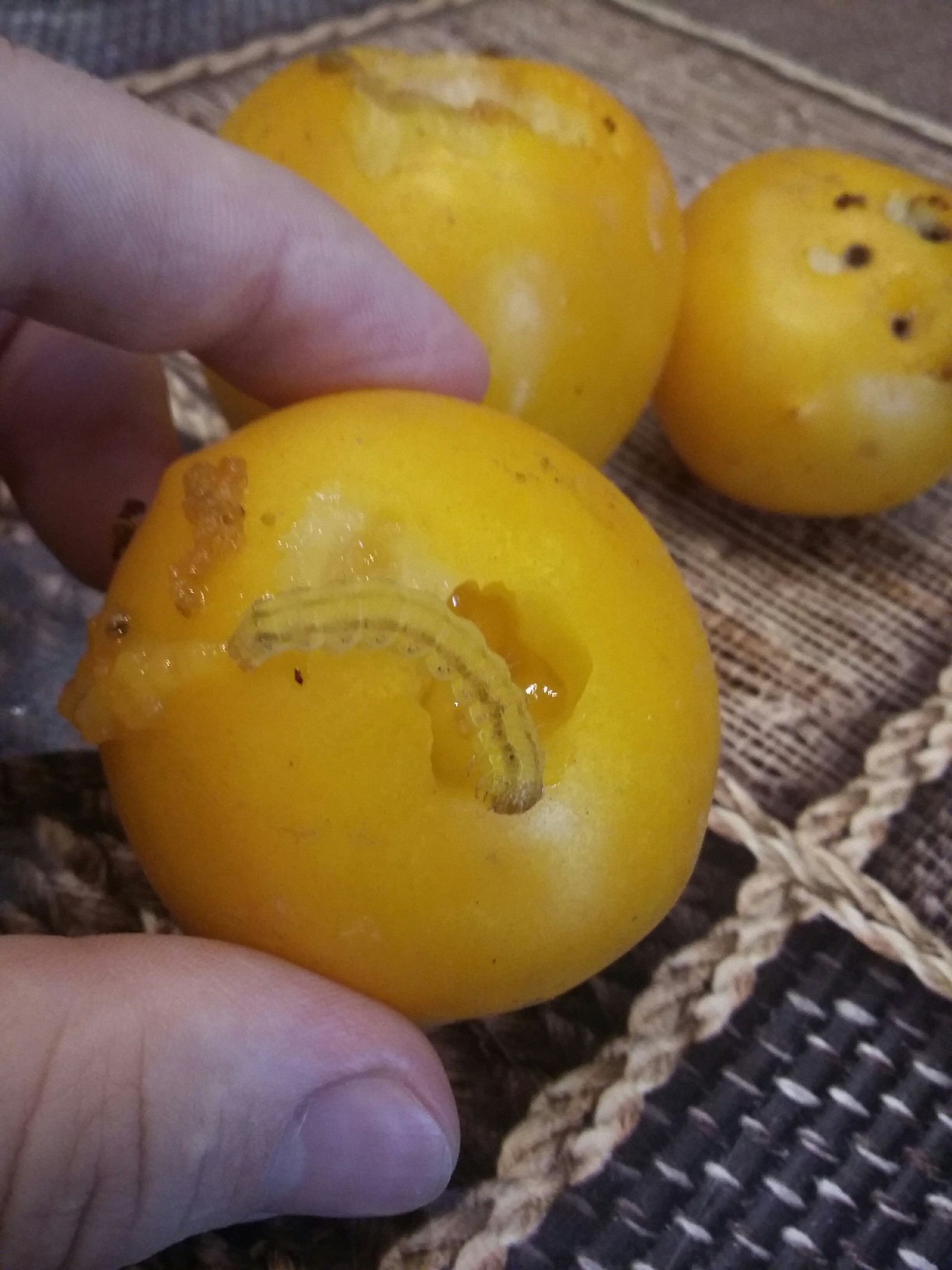 disguise - My, Harvest, Tomatoes, Insects, Longpost