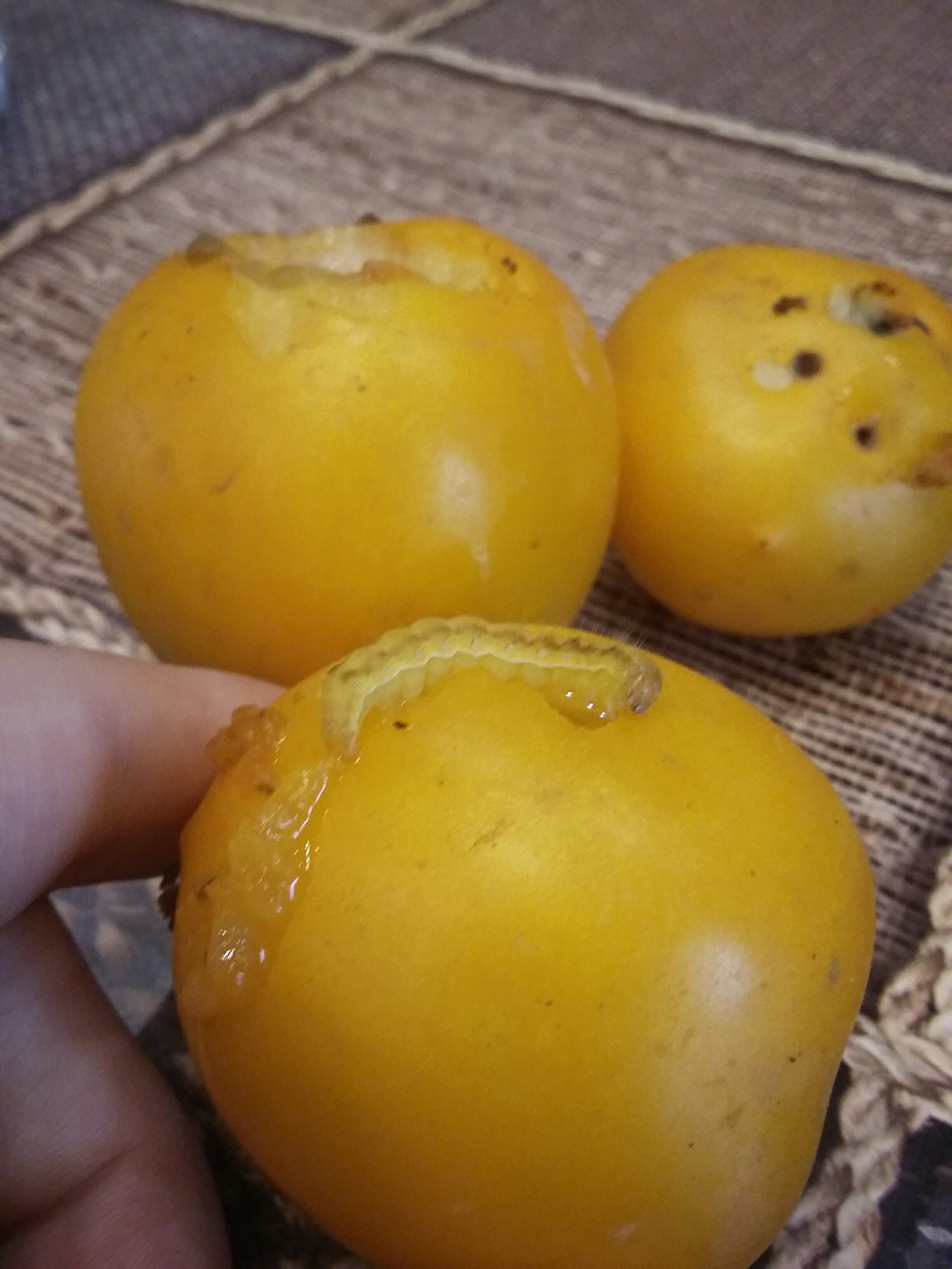 disguise - My, Harvest, Tomatoes, Insects, Longpost