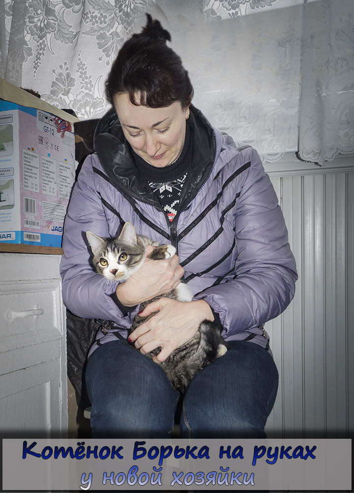 KITTEN BORKA FOUND A HOUSE AND A GOOD FAMILY - My, In good hands, Kittens, Catomafia, Minsk, Longpost, cat