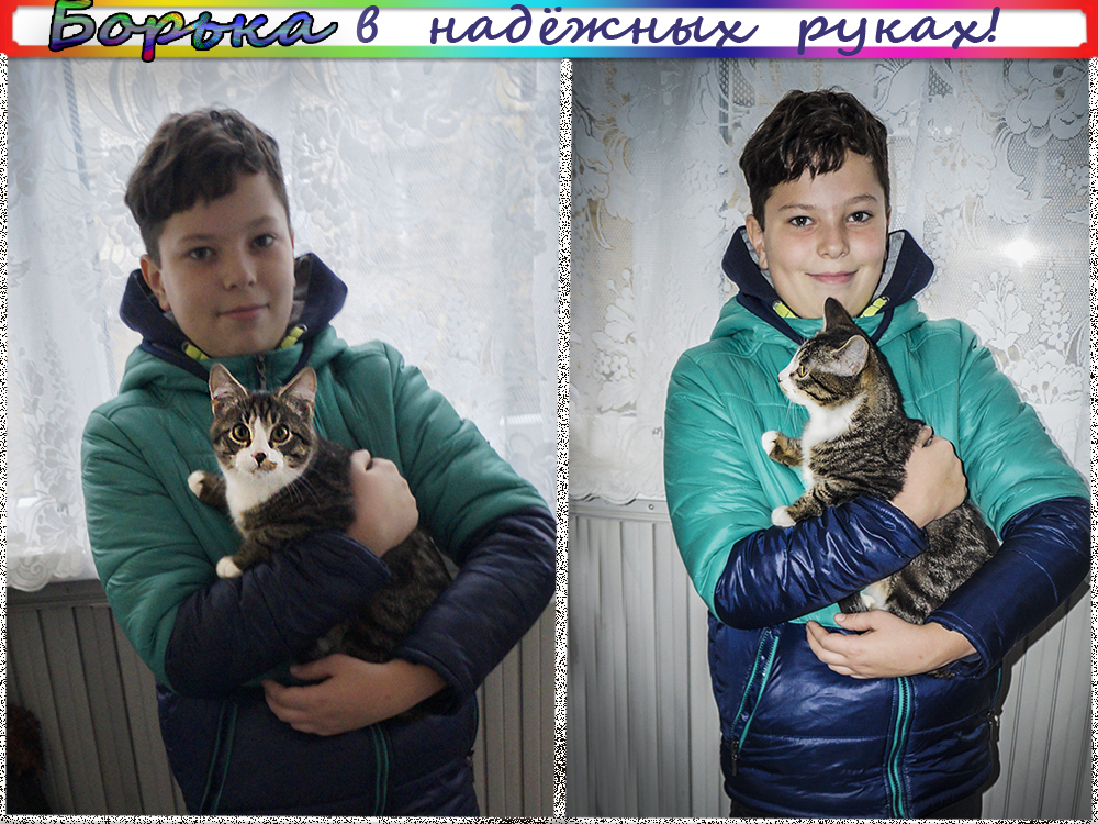 KITTEN BORKA FOUND A HOUSE AND A GOOD FAMILY - My, In good hands, Kittens, Catomafia, Minsk, Longpost, cat