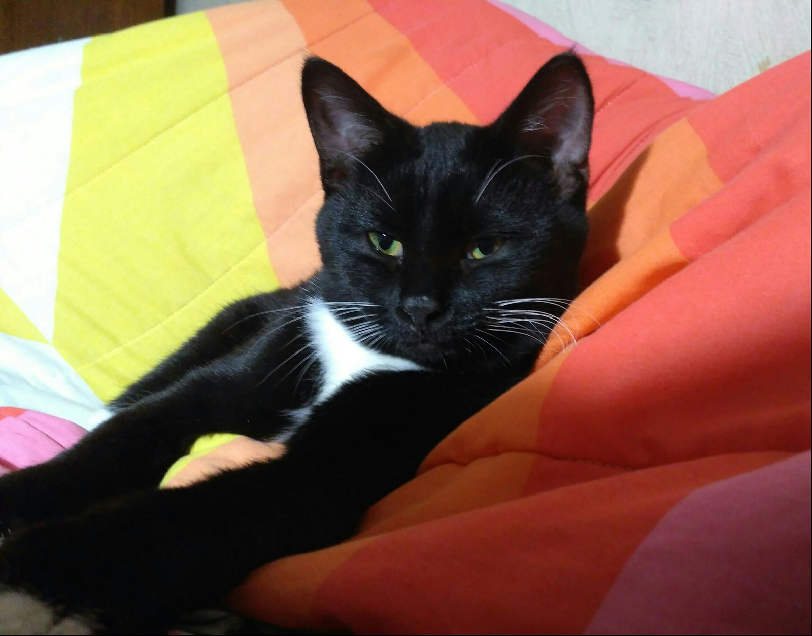 Alyosha is looking for a home! - cat, Help, Longpost, In good hands, Moscow, Helping animals