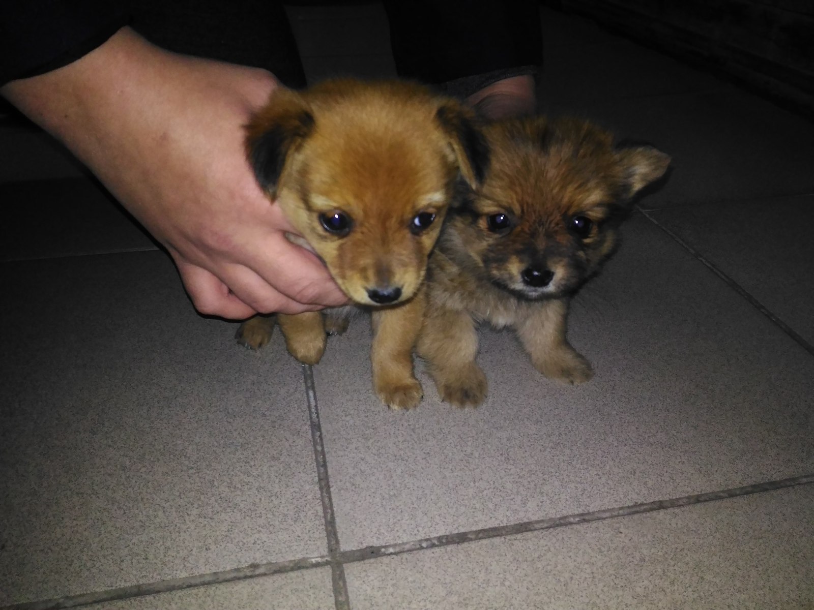 Help to attach puppies, Chisinau. - My, Help, Kishinev, Puppies, Longpost, Dog, In good hands