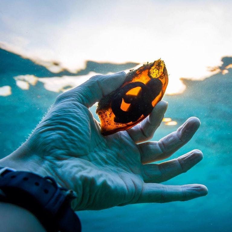 This is a translucent shark egg. - Shark, The photo, Insemination, Reddit