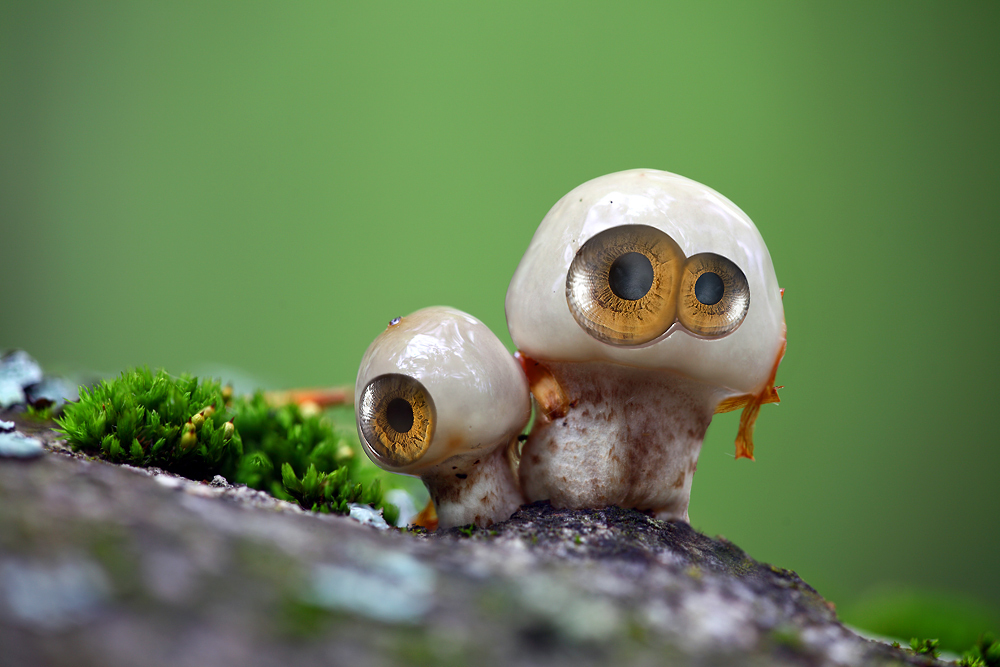 Journey to other worlds. Eye Mushroom (Mushroom Eye) - Photoshop master, The photo, Fantasy, Strange plants, Photoshop, Story