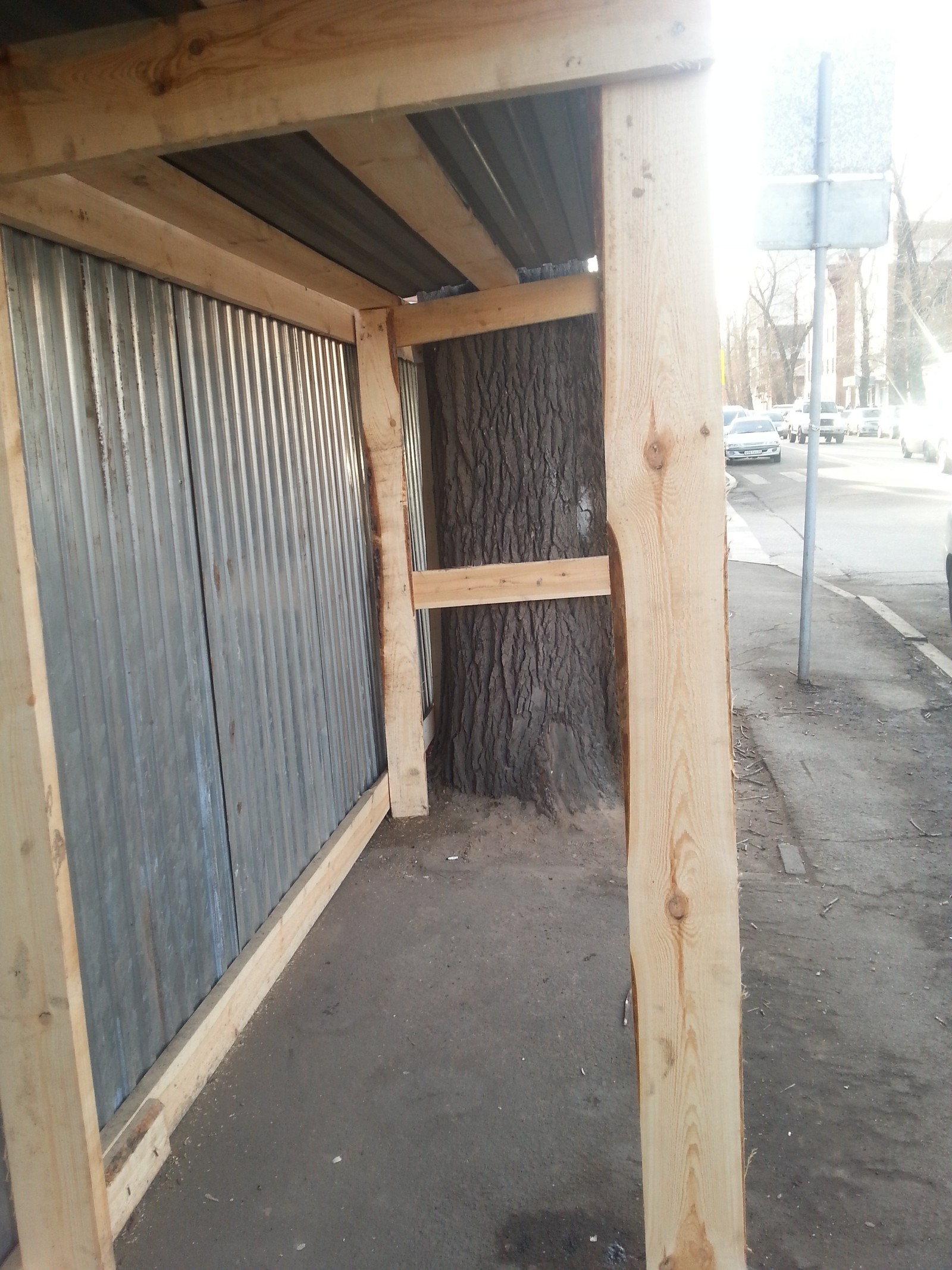 tree under protection - My, Russia, Construction, Longpost