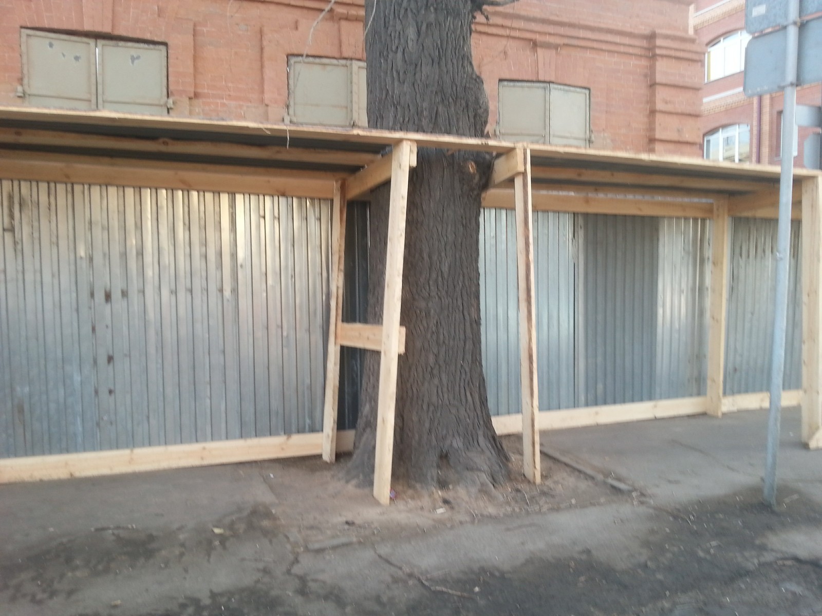 tree under protection - My, Russia, Construction, Longpost